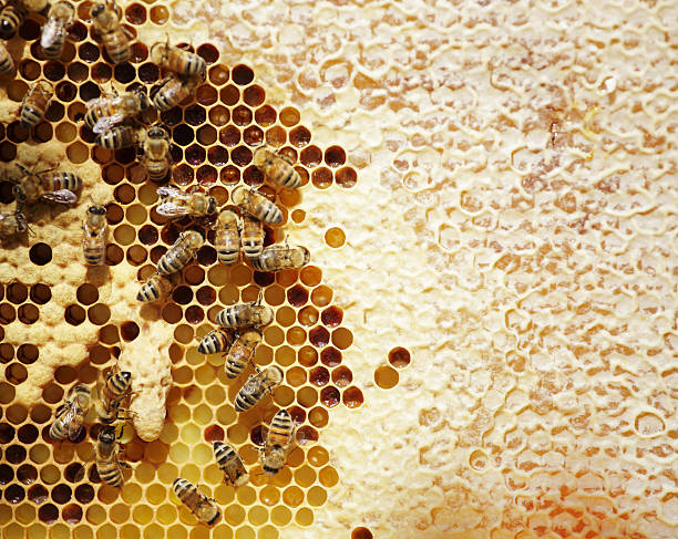 女王の細胞と蜂蜜蜂フレーム - beehive bee colony wax ストックフォトと画像