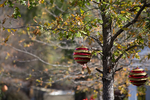 Decorative Christmas balls hanging from a tree