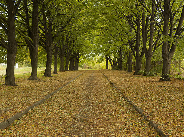Walk in the park Ukraine, Kiev. Golden autumn. The leaves are falling.
