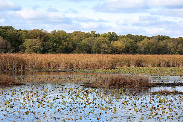 istock Marsh in autumn with reeds and trees 635781332