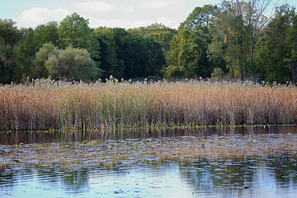istock Marsh in autumn with reeds and trees 635781500