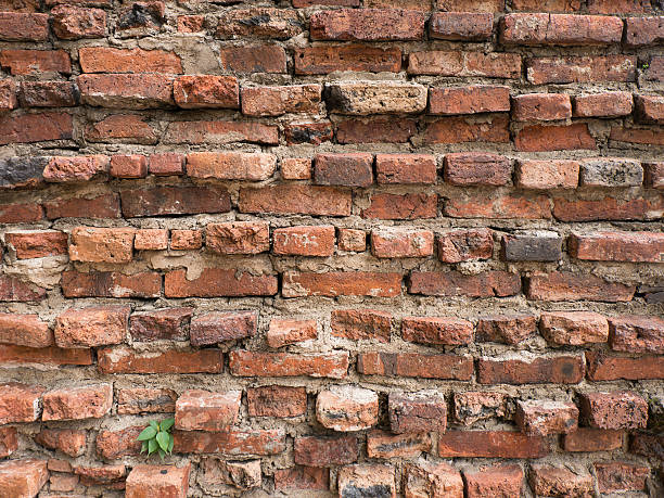 istock Little plant tree grow in old brick wall, Thailand 635781804