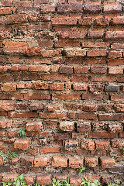 istock Little plant tree grow in old brick wall, Thailand 635782408