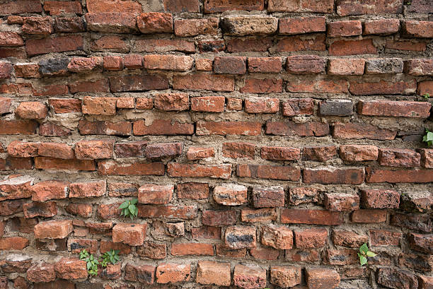 istock Little plant tree grow in old brick wall, Thailand 635784188