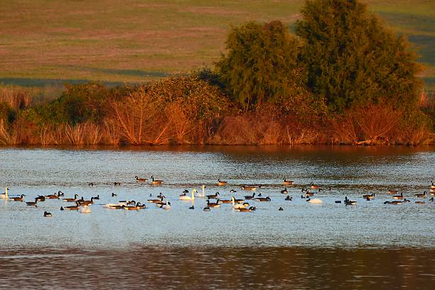 istock Reclaimed Tailings Pond Waterfowl 635784314