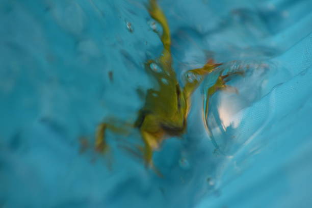 Abstract blurred photo of frog diving into water stock photo