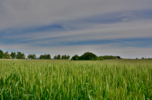 A late April landscape near Cividale del Friuli, north east Italy, with a field full of immature wheat