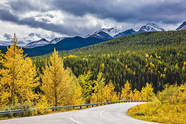 istock ellowed slender aspens near the road 635788138