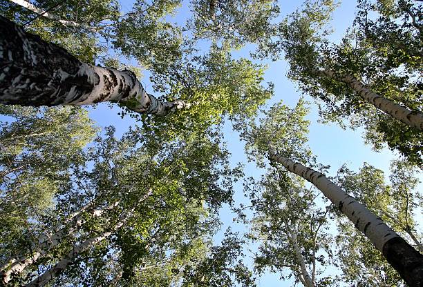istock Bottom view trunks of birch trees stretching up 635788754