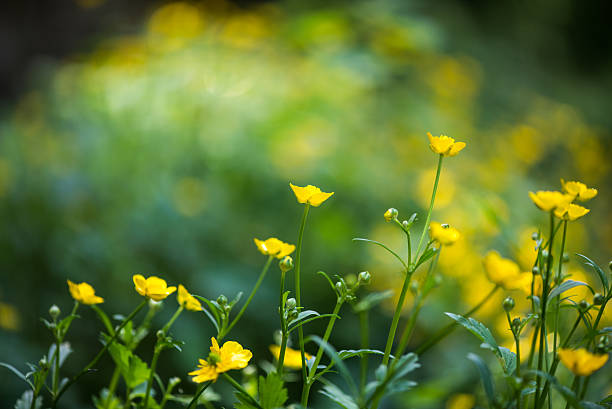 istock many Yelow flowers 635789204