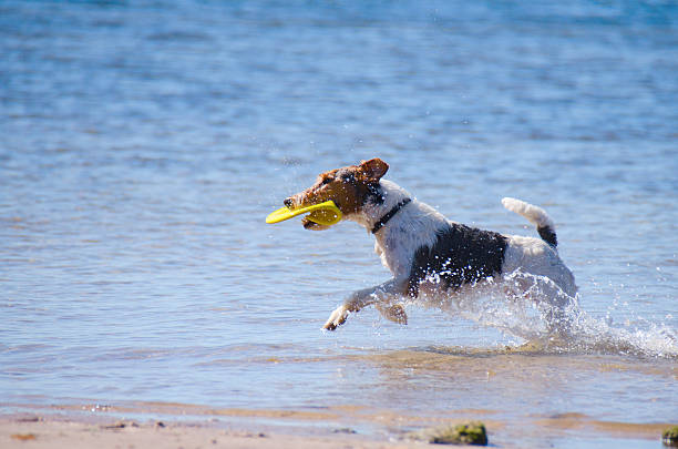 istock Jack Russel Terrier running with a frisbee at the beach 635789472
