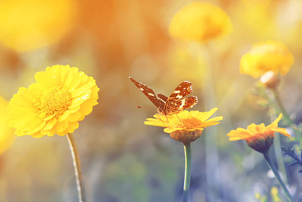 istock butterfly sitting on a yellow flower for Sunny 635793592