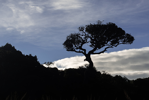 Sri Lanka: Horton Plains National Park in the sunrise