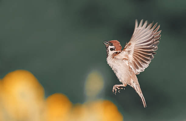 istock bird flies up and straightened the feathers 635797108