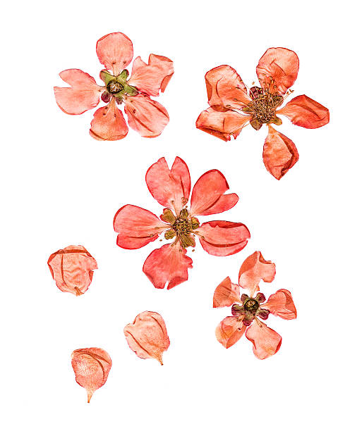 istock Pressed and dried flowers quince blossom 635797454