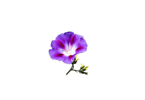 istock beautiful purple flower vine on white isolated background 635798088