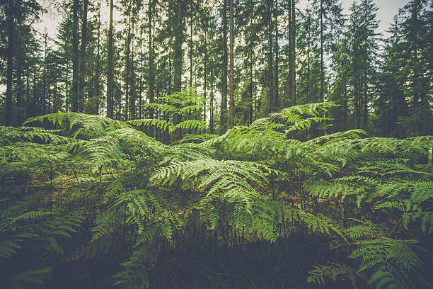Large fern plants in a forest in Scandinavia