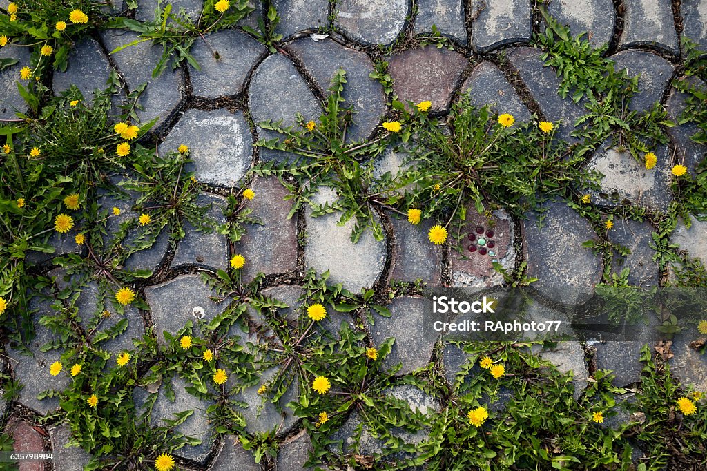 Denti di leone su sentiero in pietra - Foto stock royalty-free di Strappare le erbacce