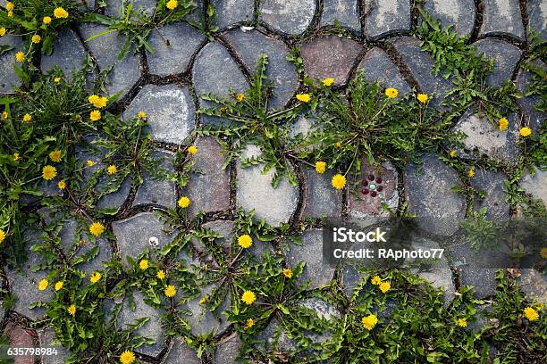 Denti Di Leone Su Sentiero In Pietra - Fotografie stock e altre immagini di Strappare le erbacce - Strappare le erbacce, Pianta selvatica, Giardino domestico