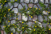 Dandelions on stone path