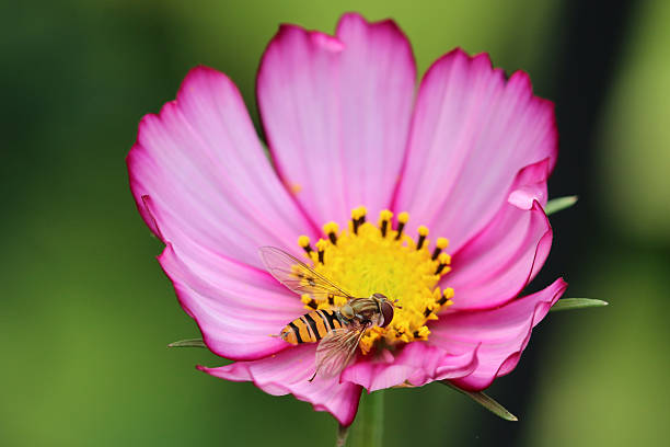 Schmuckkörbchen Cosmeen schmuckkörbchen stock pictures, royalty-free photos & images