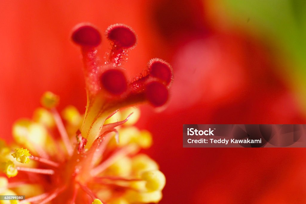 Stamens and Pistal Red Hibiscus flower close-up of stamens and pistal Close-up Stock Photo