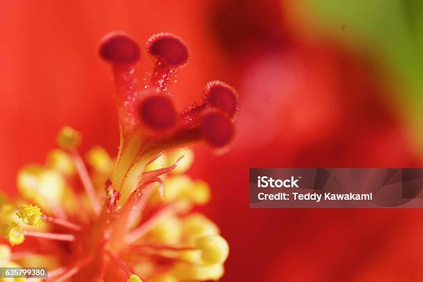 Stamens And Pistal Stock Photo - Download Image Now - Close-up, Flower, Hibiscus