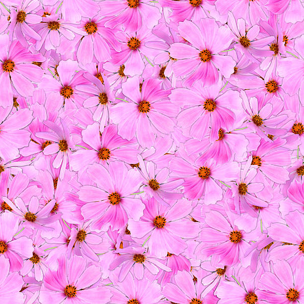 multicolor seamless background pattern texture made of kosmeya fresh pink flower, photo manipulation