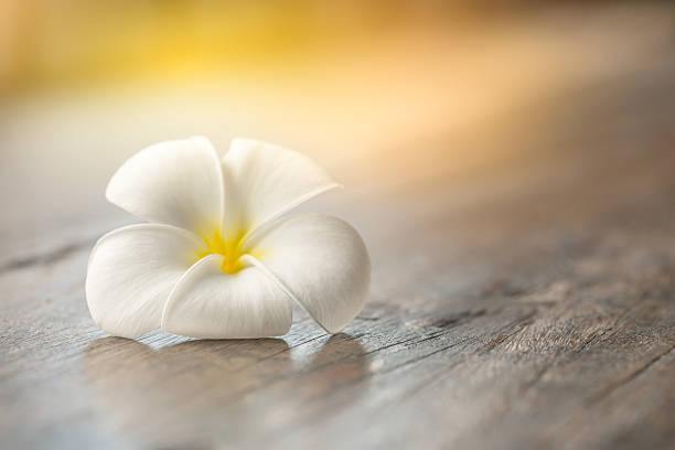 istock Plumeria flower on old wood background 635799834