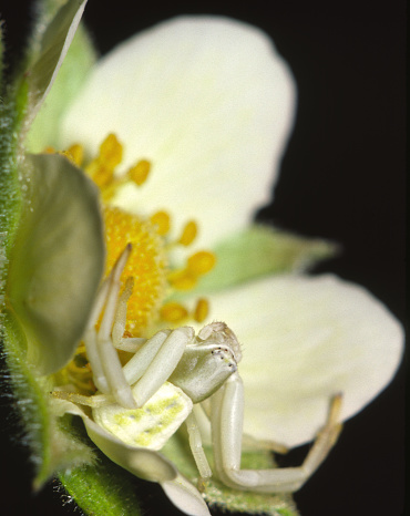 White-banded Crab Spider (Misumenoides formosipes) waiting to ambush prey on a sulphur cinquefoil flower (Potentilla recta). Crab spiders can change color to match surrounding flowers as they wait for insects.