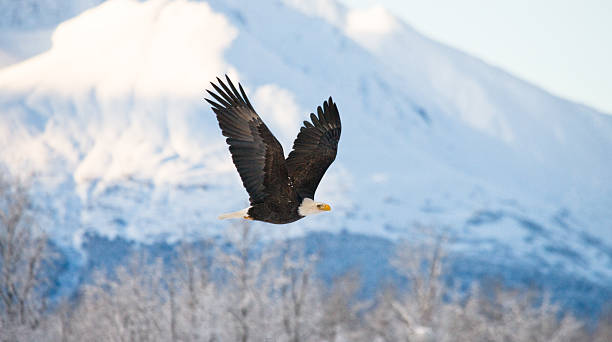 istock Bald Eagle in flight on a background of snowy mountains. 635800214