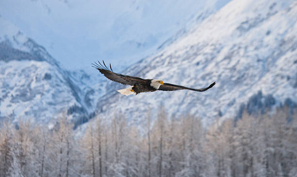 istock Bald Eagle in flight on a background of snowy mountains. 635800270