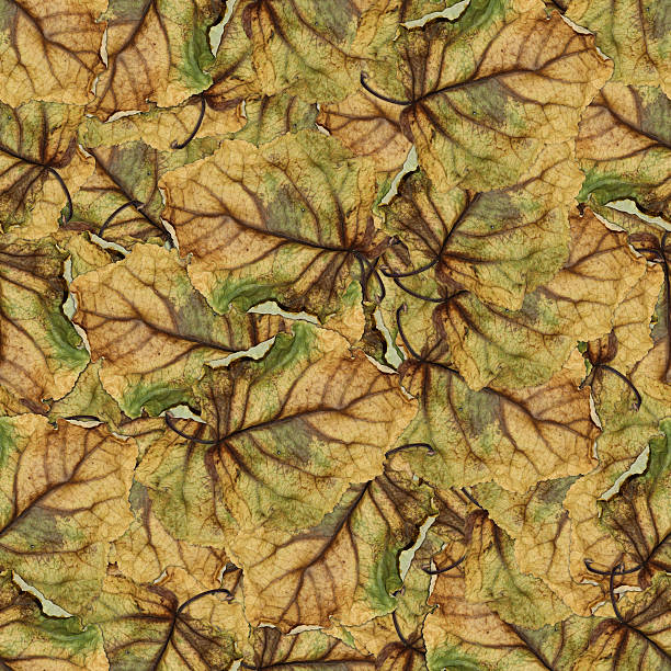istock seamless background pattern texture of  huge leaves of poplar 635800780