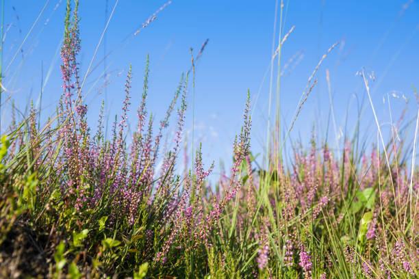 wrzos w wrzosowisku - heather wildflower low angle view flower head zdjęcia i obrazy z banku zdjęć