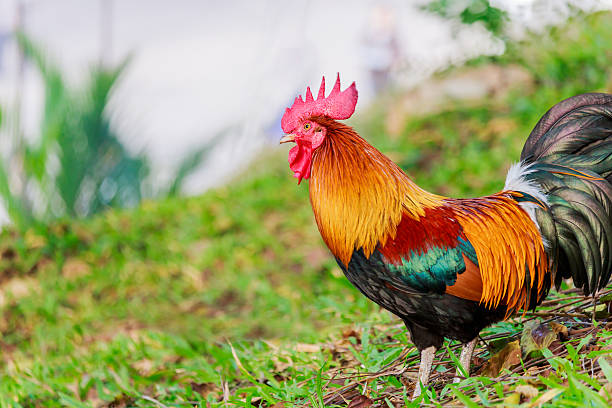 istock colorful rooster on green nature background 635801076
