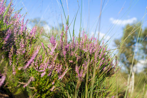 brezo en moro - heather wildflower low angle view flower head fotografías e imágenes de stock