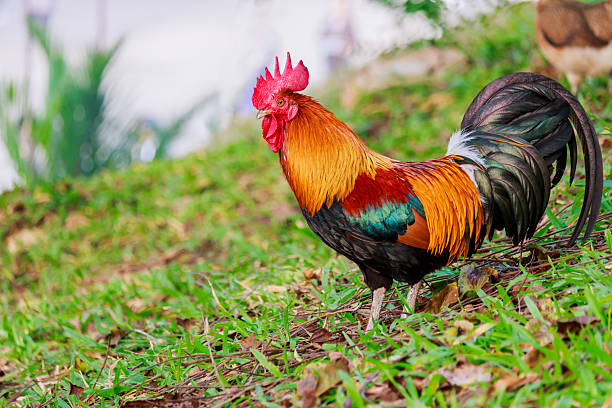 istock colorful rooster on green nature background 635801470