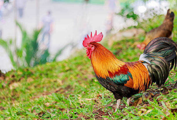 istock colorful rooster on green nature background 635801786