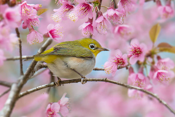 istock Chestnut-flanked White-eye bird on sakura flower 635802030