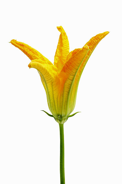 flor de calabaza de cerca - zucchini blossom squash single flower fotografías e imágenes de stock