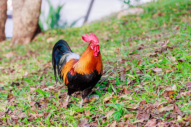 istock colorful rooster on green nature background 635805118