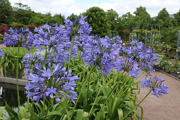 agapanthus africanus in trädgårdsföreningen in göteborg, suède scandinavie - daffodil spring flower blue photos et images de collection