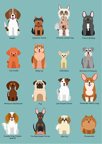 Vector illustration of small dog breed