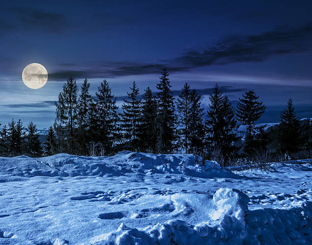 istock spruce forest on snowy meadow at night 635806334