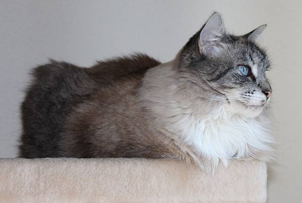 Siamese Mix, Blue-Eyed Cat Profile stock photo