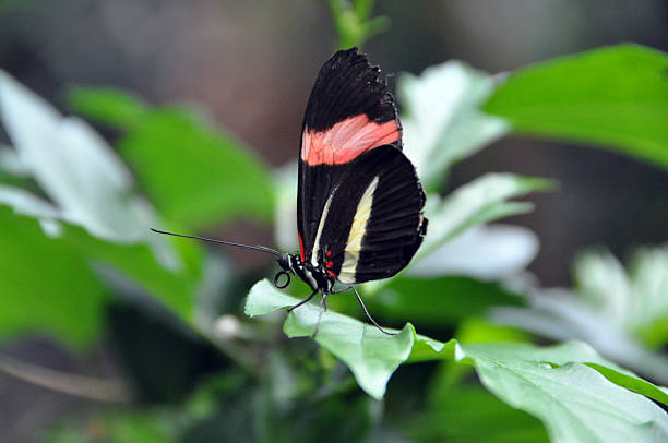 istock Black red and white butterfly on leaf 635809960