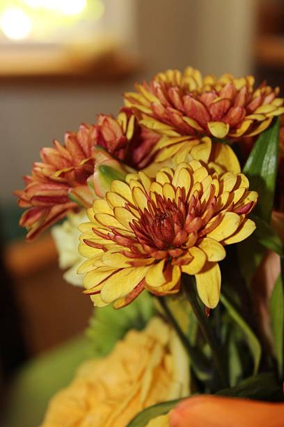 Yellow/Orange/Brown Chrysanthemum stock photo