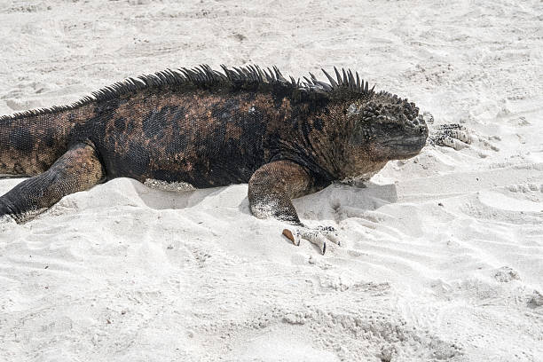 istock marine Iguana at the beach 635810494