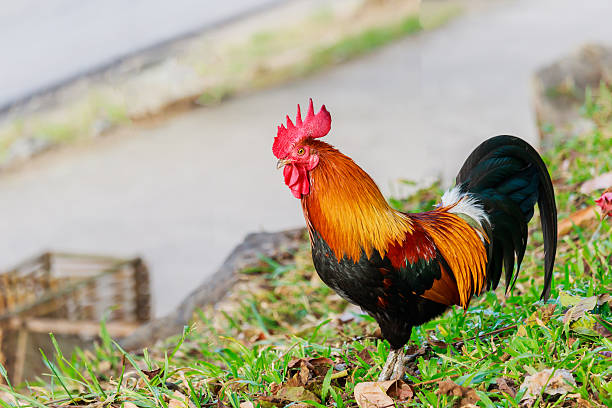 istock colorful rooster on green nature background 635811824
