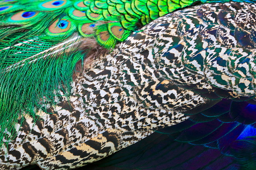 Close-up of a vibrant and colorful texture of a peacock feather, with an array of intricate details